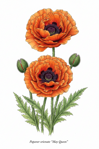 Papaver orientale <br>POPPY MAY QUEEN