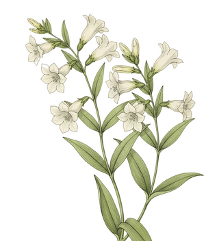 Gentiana asclepiadea var. alba <br>WHITE WILLOW GENTIAN