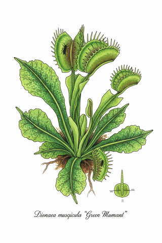 Dionaea muscipula <br>VENUS FLYTRAP GREEN MUTANT