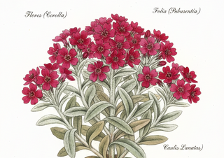 LYCHNIS flos-jovis <br>FLOWER OF JOVE, COMPACT FORM