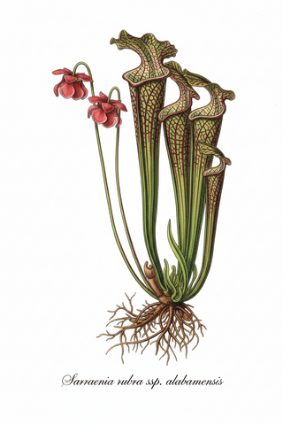 Sarracenia rubra ssp. alabamensis <br>SWEET PITCHER PLANT