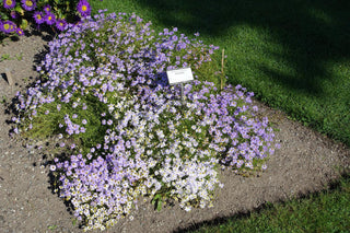 Brachyscome iberidifolia <BR>SWAN RIVER DAISY MIX