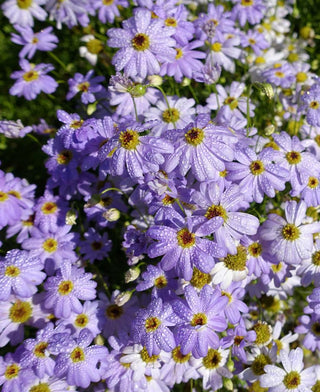 Brachyscome iberidifolia <BR>SWAN RIVER DAISY MIX