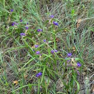 Tradescantia bracteata <br>PRAIRIE SPIDERWORT