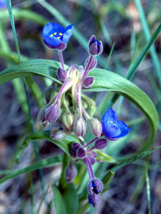 Tradescantia bracteata <br>PRAIRIE SPIDERWORT