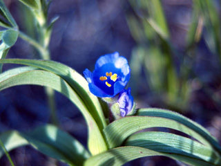 Tradescantia bracteata <br>PRAIRIE SPIDERWORT