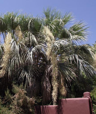 Brahea armata <br>BLUE HESPLER PALM