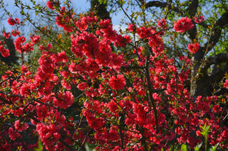 FLOWERING QUINCE, MAULE'S DWARF FLOWERING JAPANESE QUINCE <br>Chaenomeles japonica