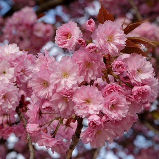Prunus serrulata<br>HILLCHERRY, JAPANESE CHERRY, MOUNTAIN CHERRY, YAMAZAKURA