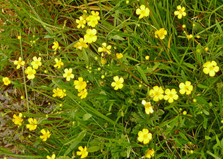 Ranunculus flammula <br>LESSER SPEARWORT