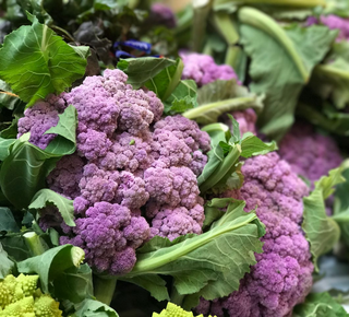 Brassica oleracea <br>BROCCOLI PURPLE