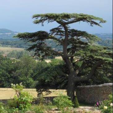 Cedrus Libani, Cedar Of Lebanon - 5 Seeds, Grow Your Own