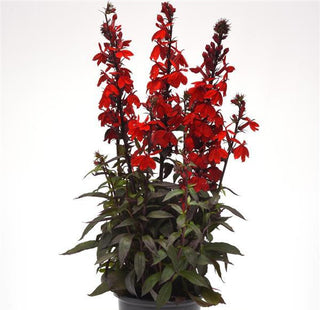 Lobelia speciosa <br>CARDINAL FLOWER 'STARSHIP SCARLET BRONZE LEAF'