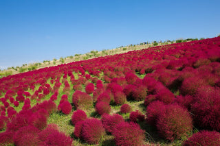 Kochia scoparia childsii, Bassia <br>BURNING BUSH, FIREWEED, SUMMER CYPRESS