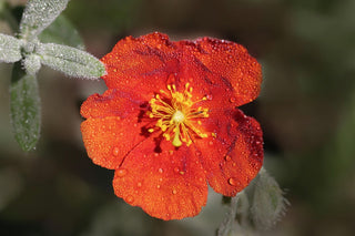 Helianthemum nummularium f mutabile <br>ROCK SUN ROSE MIX