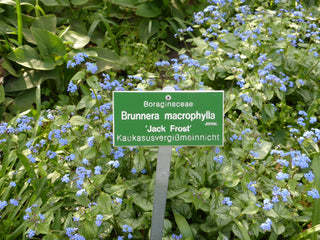 Brunnera macrophylla <br>BRUNNERA SILVER FROST