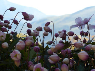 Anemone hupehensis <br>PINK JAPANESE ANEMONE