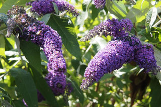 Buddleja Buddleia <br>BUTTERFLY BUSH MIX