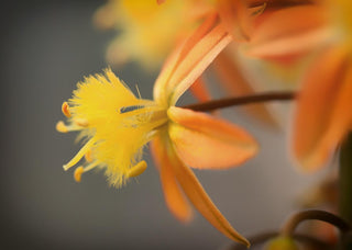 Bulbine frutescens <br>ORANGE BULBINE