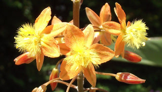 Bulbine frutescens <br>ORANGE BULBINE