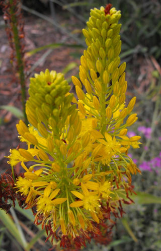 Bulbine frutescens <br>ORANGE BULBINE