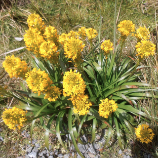 Bulbinella angustifolia <br>MAORI ONION