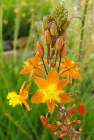 Bulbine frutescens <br>ORANGE BULBINE