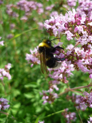 Thymus serpyllum <br>CREEPING THYME