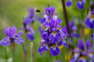 Iris siberica <br>SIBERIAN IRIS <br>Organic