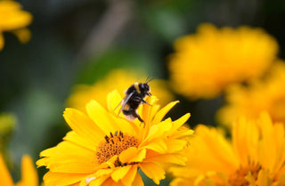 Heliopsis helianthoides <br>EARLY OXEYE SUNFLOWER