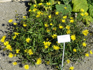 Buphthalmum salicifolium <br>WILLOWLEAF OX-EYE