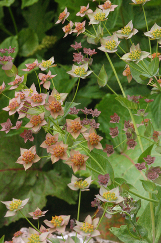 Bupleurum longifolium <br>'BRONZE BEAUTY' HARE'S EAR