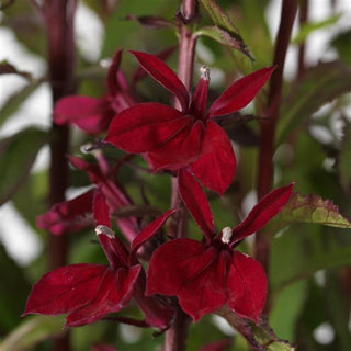 Lobelia speciosa <br>CARDINAL FLOWER 'STARSHIP BURGUNDY'