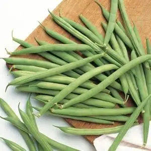 Phaseolus vulgaris <br>BEAN BLUE LAKE BUSH