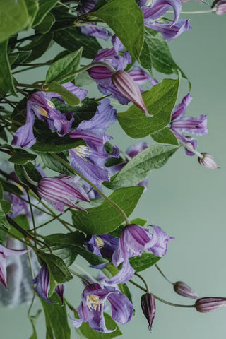 Clematis integrifolia <br>PINK NODDING CLEMATIS, SHRUB/BUSH CLEMATIS