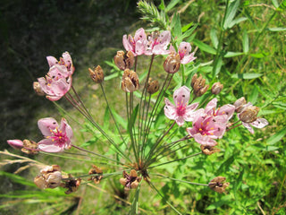 Butomus umbellatus <br>FLOWERING RUSH