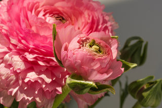 Ranunculus mache <br>TALL RANUNCULUS CUTFLOWER MIX