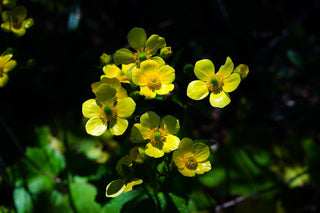 Ranunculus cortusifolius <br>CANARY BUTTERCUP