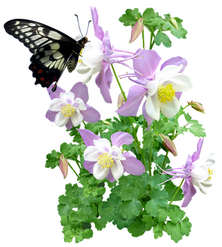 Aquilegia caerulea <br>GIANT COLUMBINE MIX