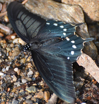 Aristolochia grandiflora <br>PELICAN FLOWER, CALICO FLOWER