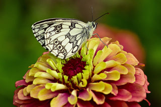 Zinnia elegans <br>RED QUEEN LIME ZINNIA