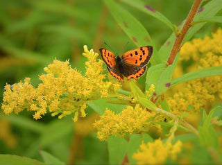 Solidago speciosa <br>SHOWY GOLDENROD