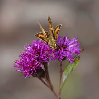 Serradula gigantea, Vernonia gigantea <br>TALL IRONWEED