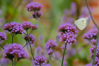 Verbena bonariensis <br>TALL VERBENA, PURPLETOP VERVAIN, BRAZILIAN