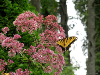 Eupatorium purpureum <br>SWEET JOE PYE WEED, BONESET