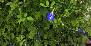 blue butterfly pea clitoria