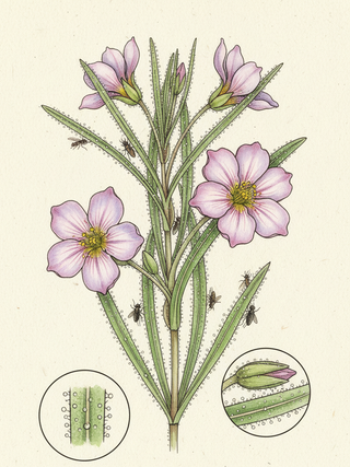 Byblis guehoi RAINBOW PLANT.