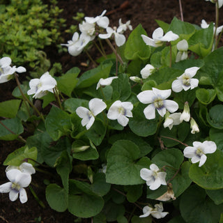 WHITE-FLOWERED VIOLA <br>Viola sororia