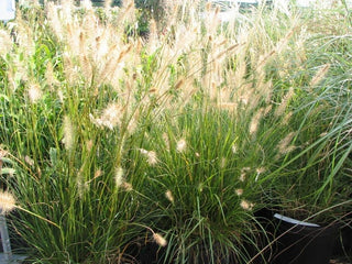 FOUNTAIN GRASS <br>Pennisetum alopecuroides