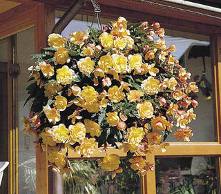 Begonia tuberhybrida <br>BEGONIA ILLUMINATION APRICOT